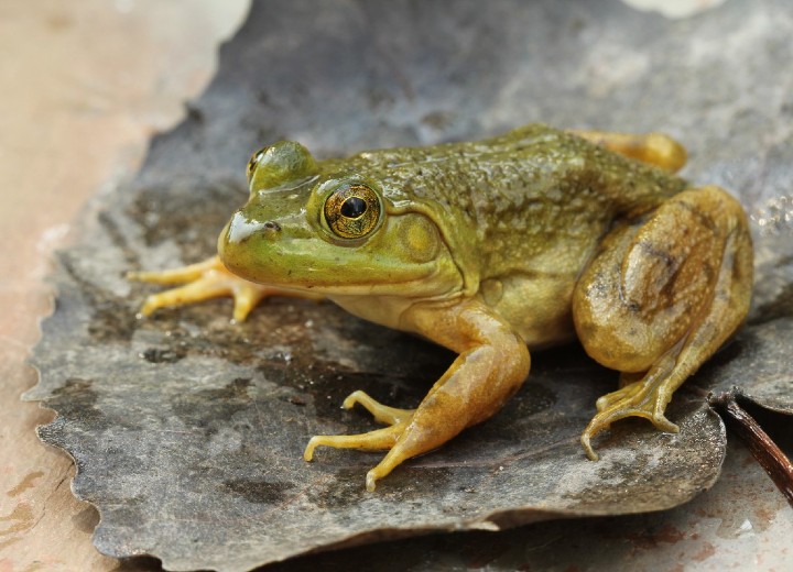 American Bullfrog